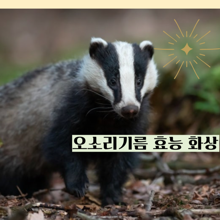 오소리기름 화상 오소리기름효능 : 네이버 블로그