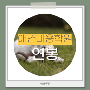 애견미용사 연봉 견습생부터 전문가가 되기까지