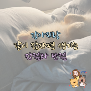 강아지랑 같이 잠자면 생기는 장점과 단점 알아보기