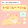 고양이 귀청소 방법, 제대로 배워보자! [평택 고양이 동물병원 / 고덕 고양이 동물병원 / 고양이 귀청소]