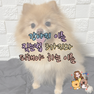 강아지 이름 짓는법 3가지와 피해야 하는 이름 알아보기