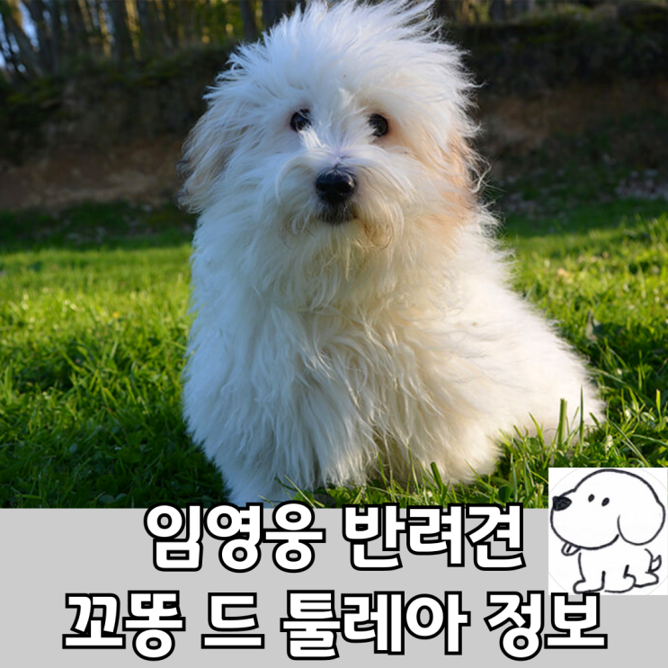 임영웅 강아지 꼬동 시월이 꼬똥 드 툴레아 알아보기(성격,분양,털,미용,코트 정보) : 네이버 블로그