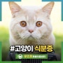 고양이가 똥을 먹는다?고양이 식분증 원인과 해결 방법 알아봐요!