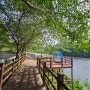 충남 서산 아름다운 벚꽃길 고남저수지 수변 둘레길 가볍게 산책하기(2.6km, 1시간 소요)