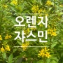 오렌지쟈스민 꽃 가지치기 물주기 쟈스민키우기