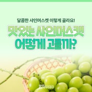 맛있는 샤인머스켓 어떻게 고를까? 달콤한 샤인머스켓 고르는 방법!