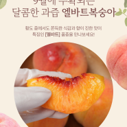 올해 마지막 복숭아! 황도 말랑이복숭아 엘바트 경북상주 산지직송 주문받아요~! 추석선물 추천