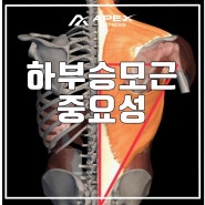 [구파발 피티] 하부승모근 중요성