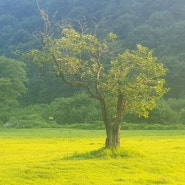 신비(神祕)의 보고(寶庫), 충남 서산시 운산면(雲山面) 용현계곡(龍賢溪谷) 탐방⇒ 9월 7일(토) 13:00~18:00 서산박첨지놀이 인형극축제(탑곡리 전수관)