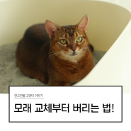 고양이 모래, 오래 사용하는 방법과 전체갈이 시기, 그리고 버리는 방법까지!