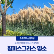 오천그린광장에서 가을맞이🌾 #팜파스명소