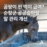 [말들을 위한 나라는 없다] 곰팡이 핀 먹이 급여? 순창군 공공승마장 말 관리 개선