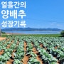 양배추가 제법 자랐어요