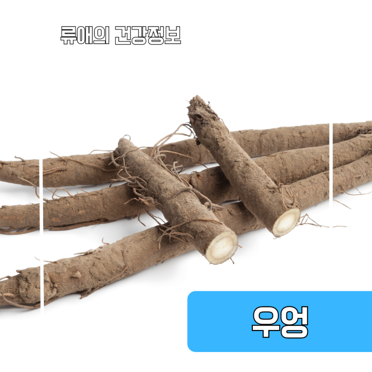 우엉 효능 부작용 : 우엉뿌리, 우엉조림, 우엉차 정리 : 네이버 블로그