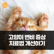 고양이 변비 증상 치료법 개선하기