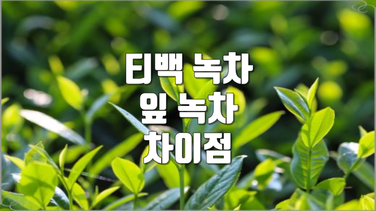 티백 녹차와 잎 녹차의 차이점 제대로 알고 먹자 : 네이버 블로그