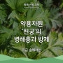 [똑똑 산림과학] 지금 숲에서는 - 약용자원 '천궁'의 병해충과 방제