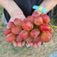 한정판 고당도 레드클라렛 포도🍇