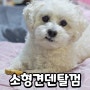 강아지간식 소형견간식 덴탈껌 피피픽덴탈브레드미니