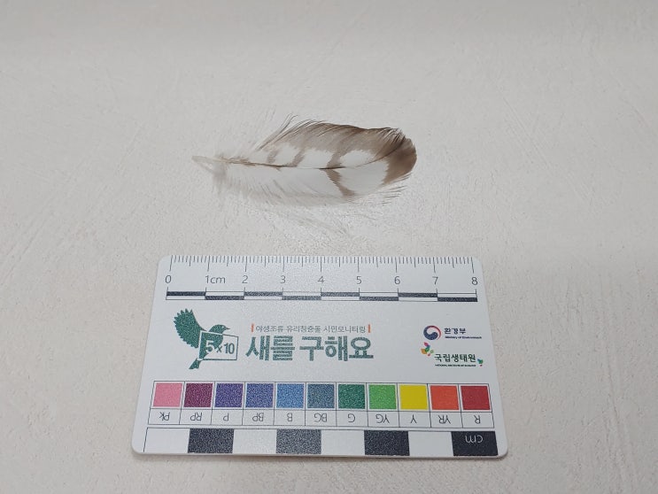 그동안 주운 새 깃털들 (어치 파랑새 깃털 수집) : 네이버 블로그