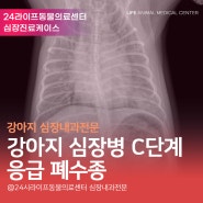 대구 심장 전문 동물병원 : 강아지 심장병 C단계 응급 폐수종 처치