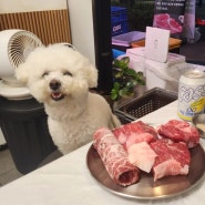 한우정육소 건대 소고기 맛집 애견동반식당 내돈내산