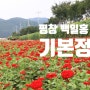 2024 평창 백일홍 축제 기본정보 일정 주차장 개화시기