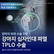 대구 강아지 십자인대 파열 수술 : 갑자기 다리를 절뚝거려요 십자인대 TPLO 수술