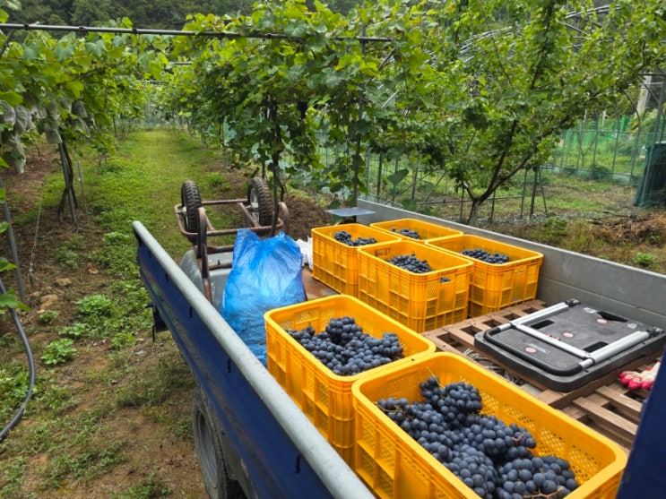 Soft focus harvested grape clusters with warm earthy tones, exemplifying a soft aesthetic profile picture trend for 2026