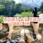 울릉도 나리분지 숲길 트레킹 원시림 신령수