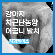 강아지 치근단농양 발치 ㅣ 눈 밑이 터졌어요 ㅣ 수원 하동 치과동물병원 ㅣ 일리동물의료센터