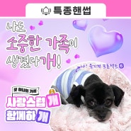 나도 소중한 가족이 생겼다개🐾 : [유기견 입양 프로젝트6] 순둥이 댕댕이가 입양되었어요💜