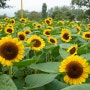 ♧ 자라섬 남도 꽃 페스타 가을꽃축제 노란빛 색감 식물 9월의 자연과 풍경~②