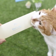 심각했던 고양이 건강검진 결과! 피터스랩 딥체크 검사후기