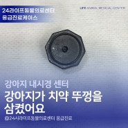 대구 24시 동물병원 응급진료 : 강아지가 치약 뚜껑을 삼켰어요 2kg 소형견 마취