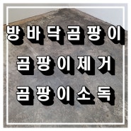 의왕 안방과 작은방 바닥에 곰팡이가 생겼어요 곰팡이제거 및 곰팡이소독