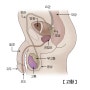 발기부전 원인 개선법 및 발기부전의 모든 정보