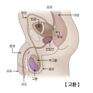 발기부전 원인 개선법 및 발기부전의 모든 정보