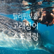 필리핀 보홀 나팔링 고래상어 투어