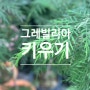 그레빌리아 키우기 플랜테리어로 좋아요