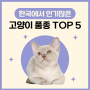 한국에서 인기 많은 고양이품종 TOP 5 알려드립니다!