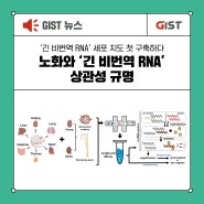 [GIST] ‘긴 비번역 RNA’ 세포 지도 첫 구축! 노화와 ‘긴 비번역 RNA’ 상관성 규명_지스트