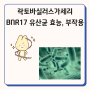 락토바실러스가세리 BNR17 유산균 효능, 부작용