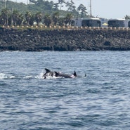 제주도 이색체험 돌고래 스팟 요트투어 제주돌고래힐링투어