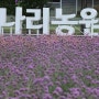 양주 나리농원 천만송이 천일홍 축제