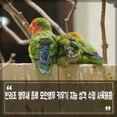앵무새 종류 반려조 모란앵무 키우기 수명 지능 사육 용품과 방법 : 네이버 블로그