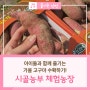 강화도 아이들 가볼 만한 곳, 시골농부 체험농장에서 고구마 수확하기!