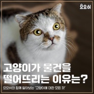 고양이가 물건을 떨어뜨리는 이유는?