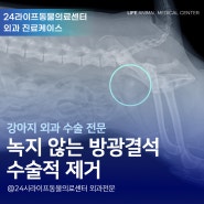 대구 강아지 방광결석 수술 : 녹지않는 방광결석 제거 수술 강아지 피오줌 원인