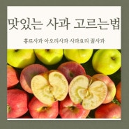 사과 고르는 법 햇 홍로사과 맛있는 사과요리